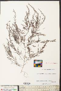 Image of Sargassum muticum