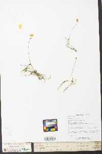 Utricularia gibba image