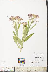 Asclepias incarnata var. pulchra image