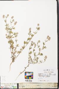 Trifolium arvense image