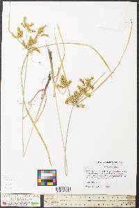 Cyperus iria image