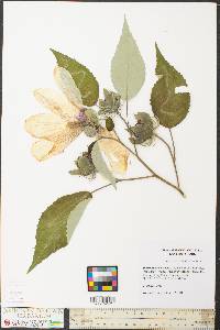 Hibiscus moscheutos image