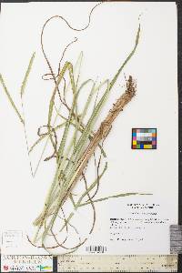 Paspalum dilatatum image