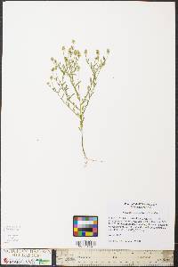 Polygala nuttallii image