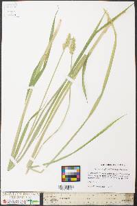 Carex laevivaginata image