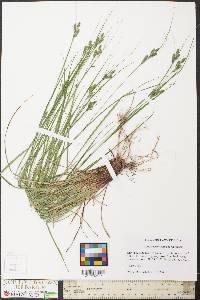 Carex swanii image