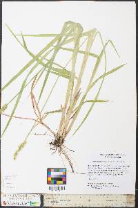 Carex laevivaginata image