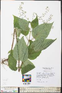 Circaea canadensis image