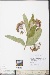 Asclepias syriaca image