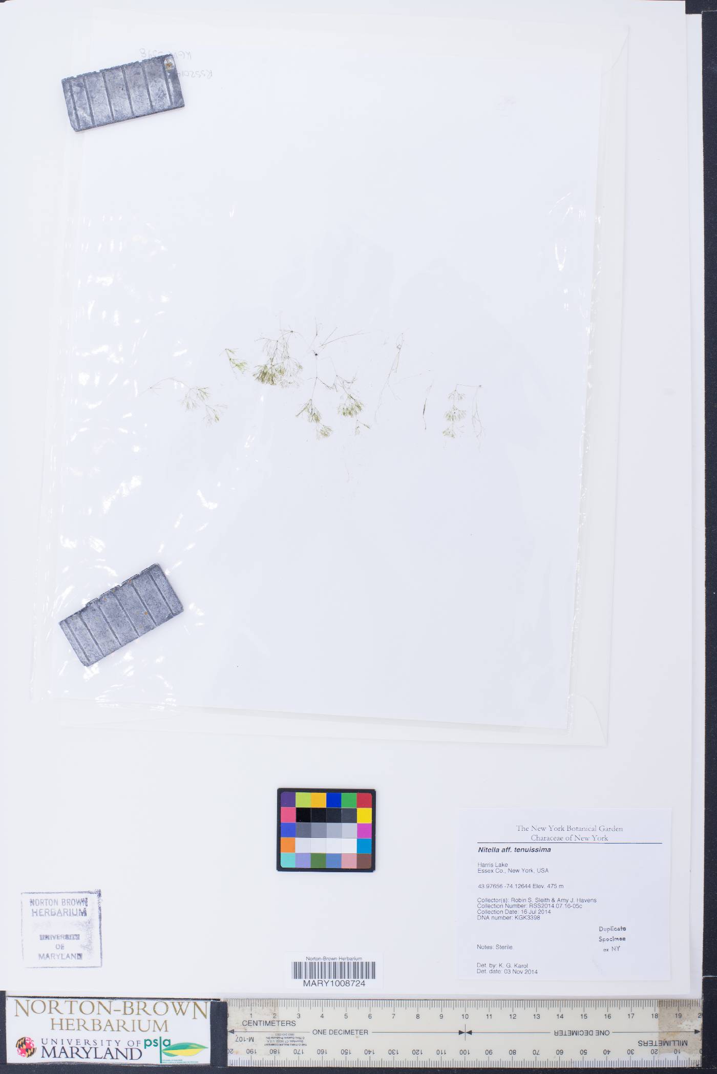 Nitella tenuissima image