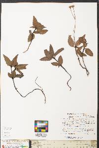 Chimaphila maculata image