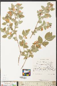 Lonicera tatarica image