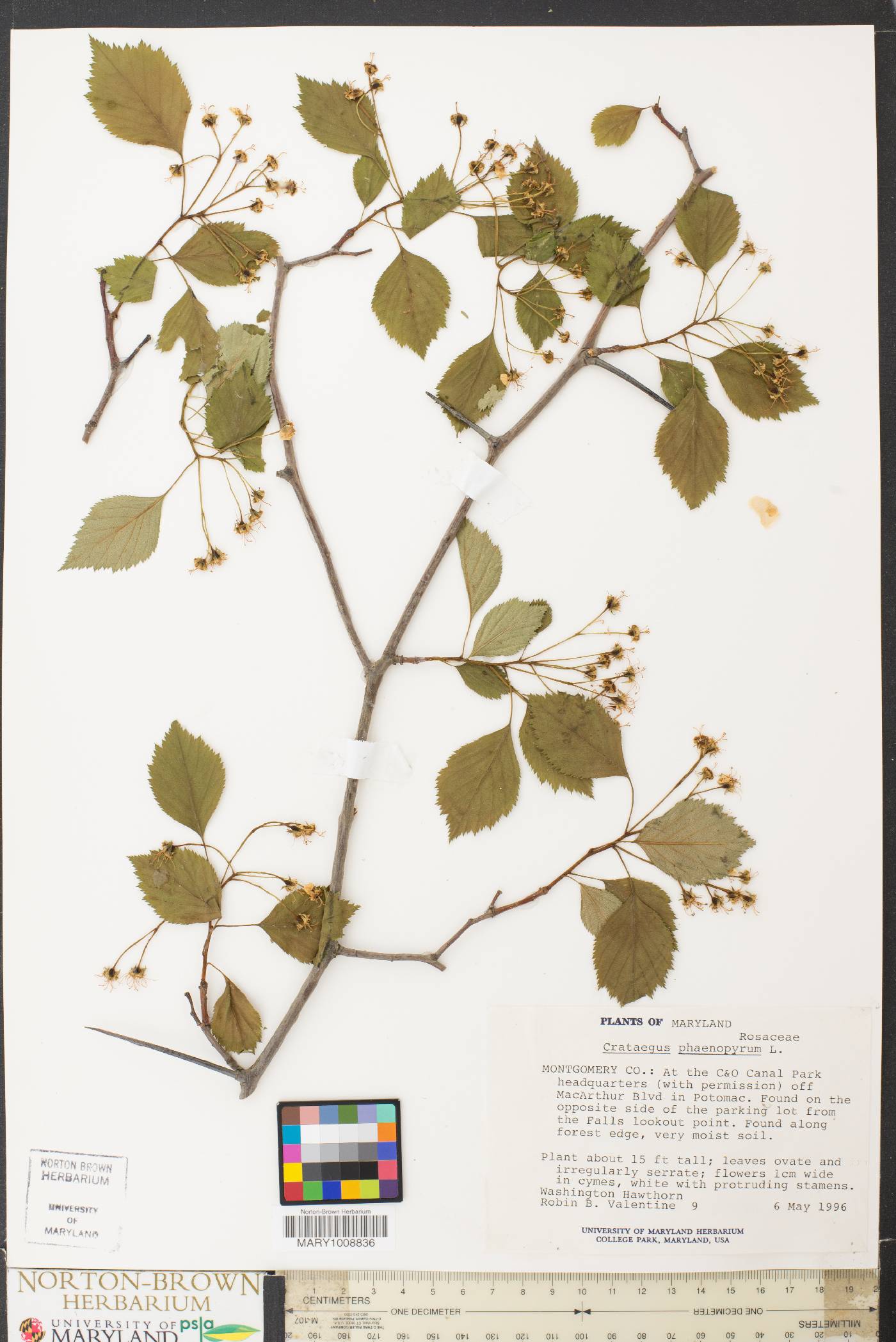 Crataegus phaenopyrum image