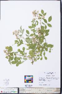 Rosa multiflora image