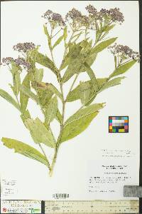 Asclepias incarnata subsp. pulchra image