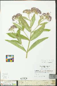 Asclepias incarnata subsp. pulchra image