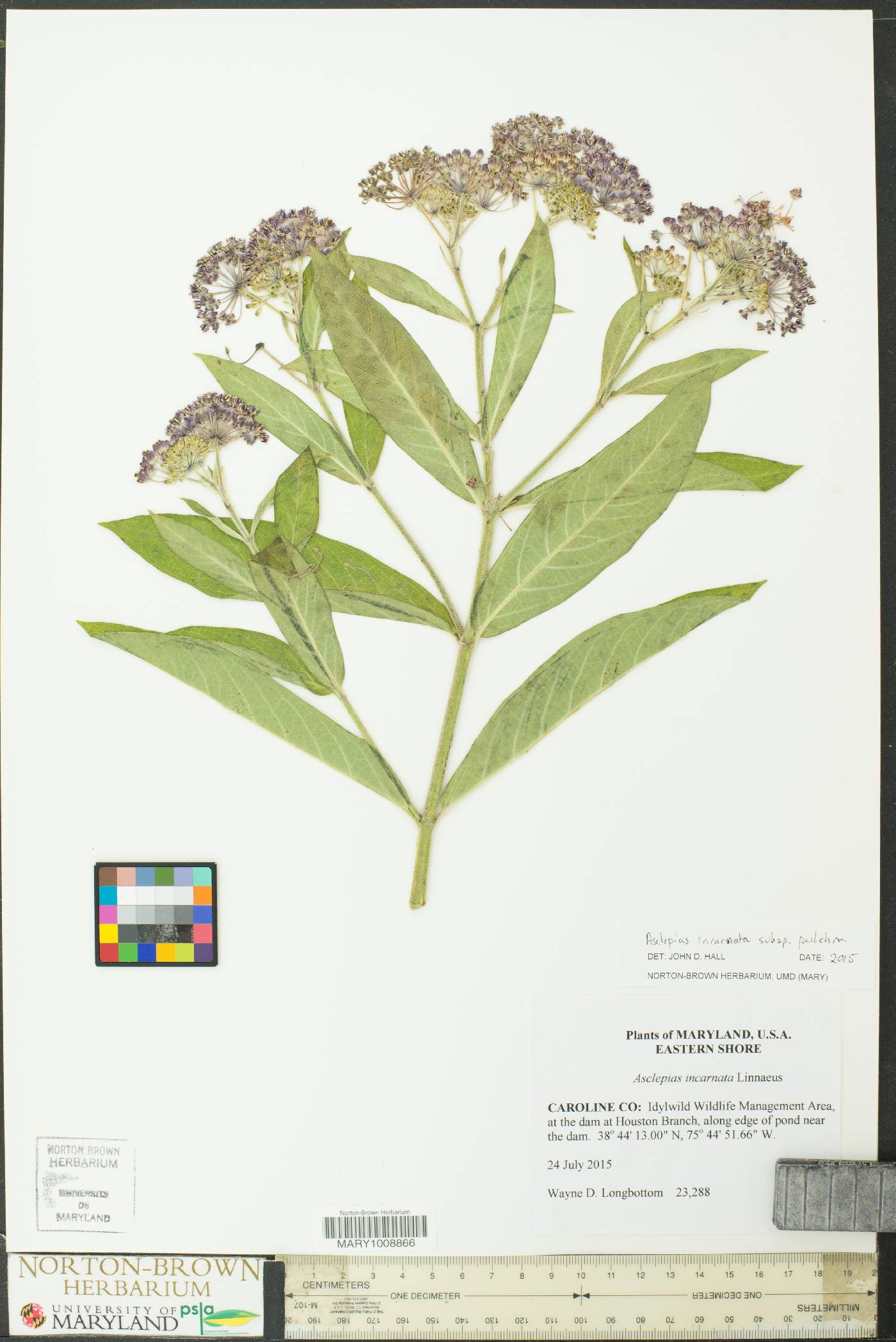 Asclepias incarnata subsp. pulchra image