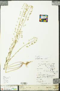 Thlaspi alliaceum image