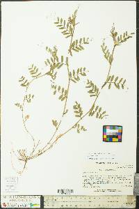 Vicia sativa subsp. sativa image