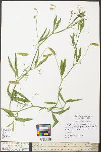 Lathyrus hirsutus image