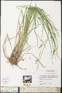 Carex swanii image