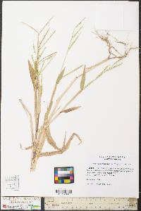 Urochloa platyphylla image