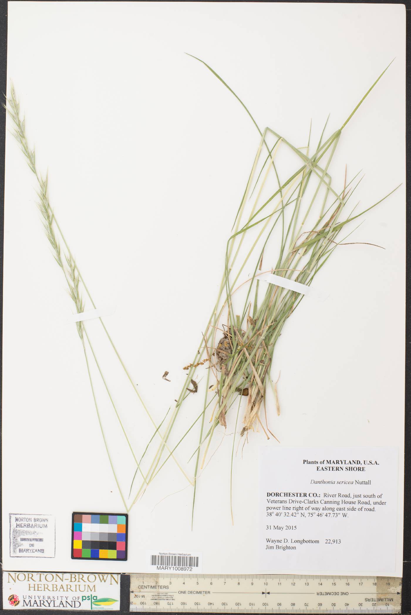 Danthonia sericea image