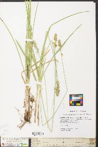 Carex fissa image