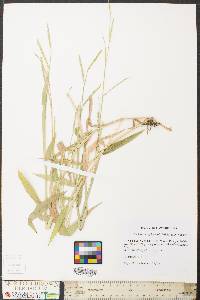 Urochloa platyphylla image