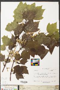 Acer pensylvanicum image