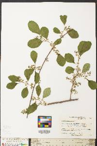 Celastrus scandens image