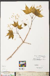 Acer nigrum image