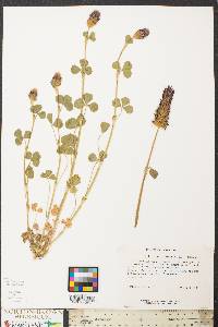 Trifolium incarnatum image