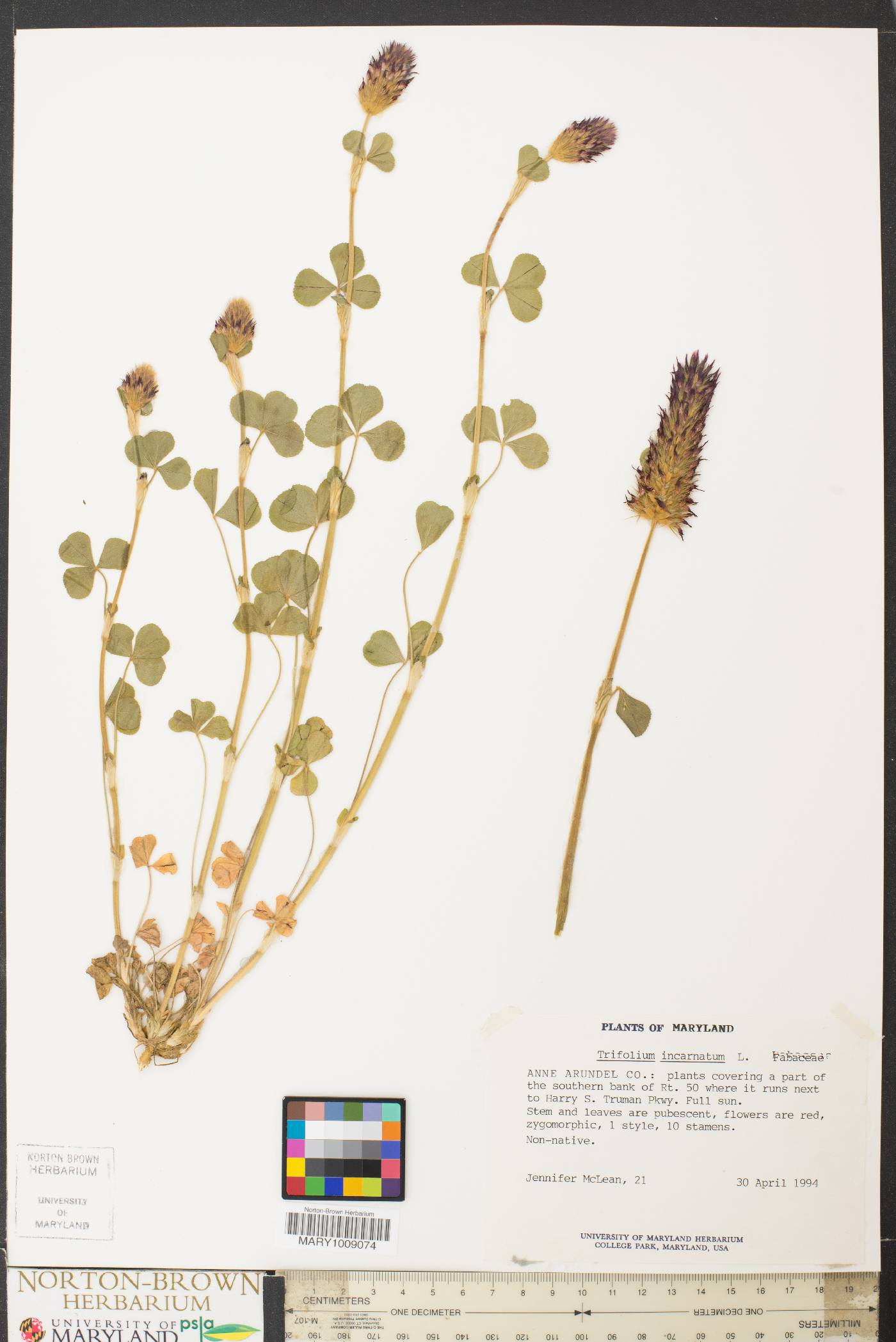 Trifolium incarnatum image