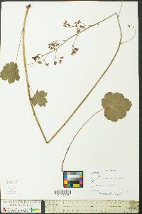 Heuchera americana image