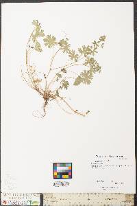 Geranium molle image