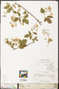 Rubus flagellaris image