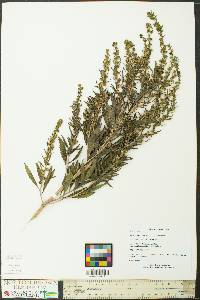 Iva frutescens subsp. frutescens image