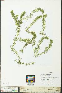 Hydrilla verticillata image