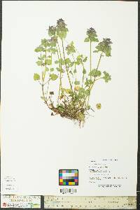 Lamium purpureum image