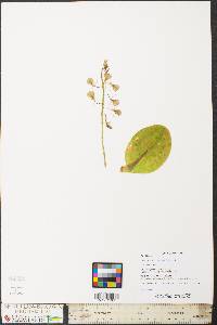 Liparis liliifolia image