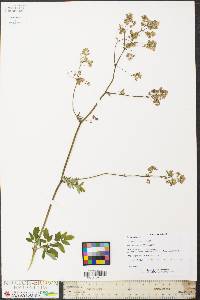 Thalictrum pubescens image