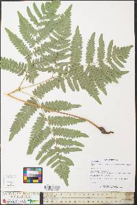 Pteridium aquilinum subsp. pseudocaudatum image