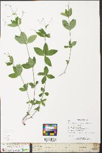 Galium circaezans image