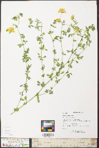 Lotus corniculatus image