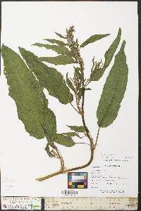 Rumex altissimus image