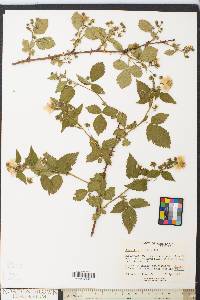 Rubus flagellaris image