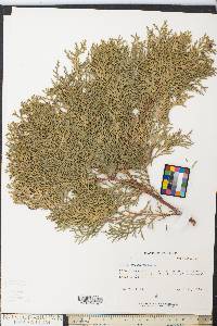 Thuja occidentalis image