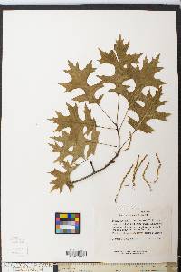 Quercus coccinea image