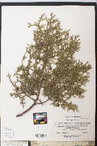 Chamaecyparis thyoides image